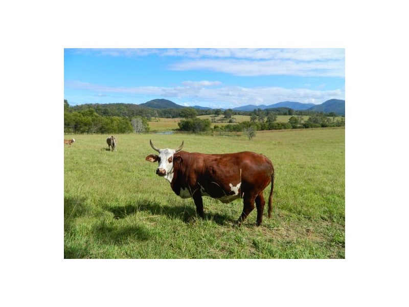 Rollands Plains NSW 2441