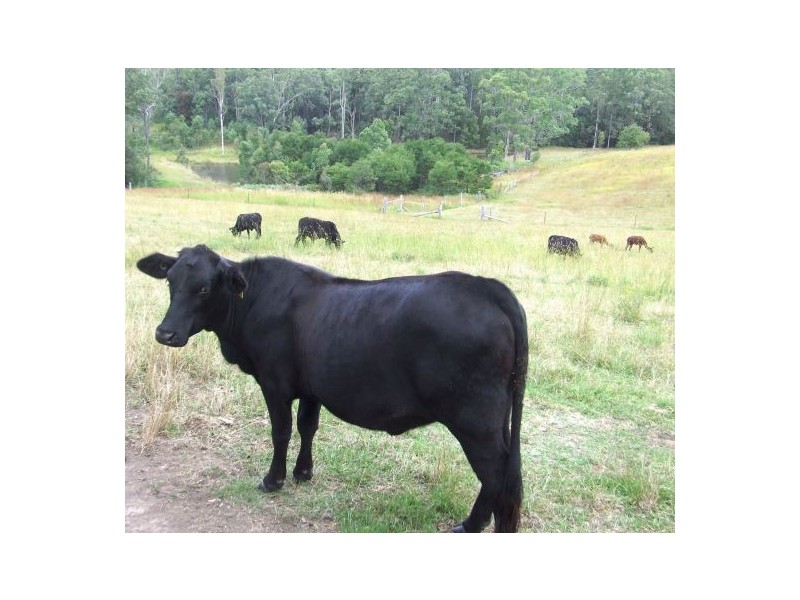 Collombatti NSW 2440