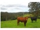 Taylors Arm NSW 2447