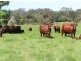 Wauchope NSW 2446