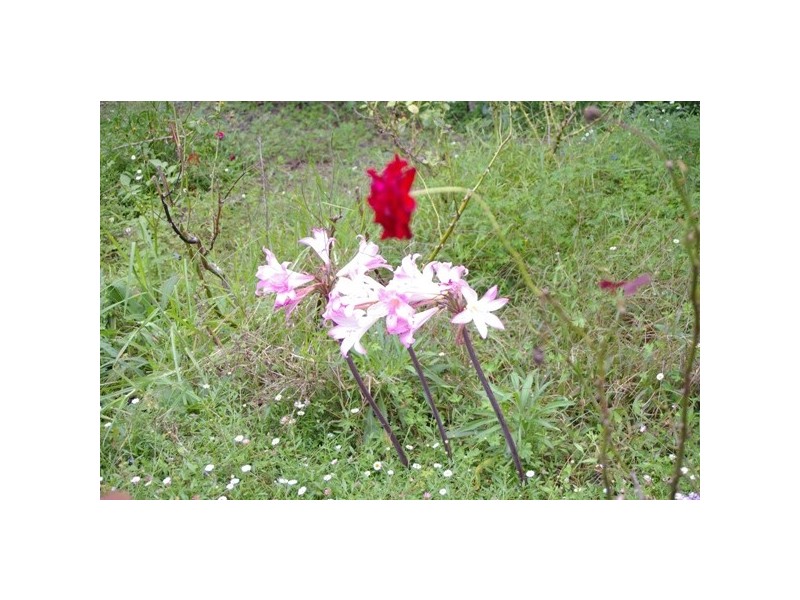 Rollands Plains NSW 2441