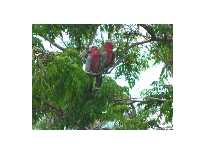 Pappinbarra NSW 2446