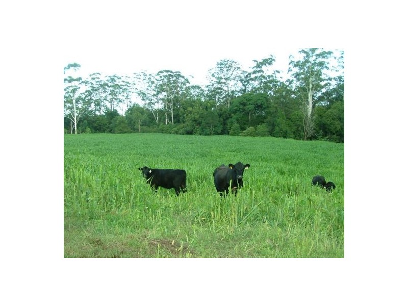 Rollands Plains NSW 2441