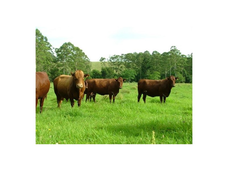 Rollands Plains NSW 2441