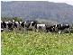 Comboyne NSW 2429