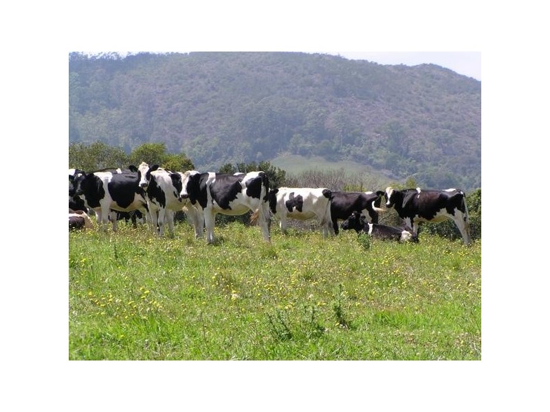 Comboyne NSW 2429