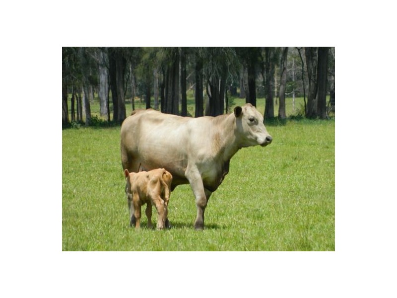 Telegraph Point NSW 2441