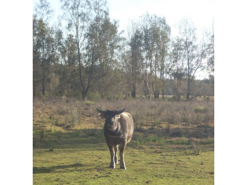 Belmore River NSW 2440