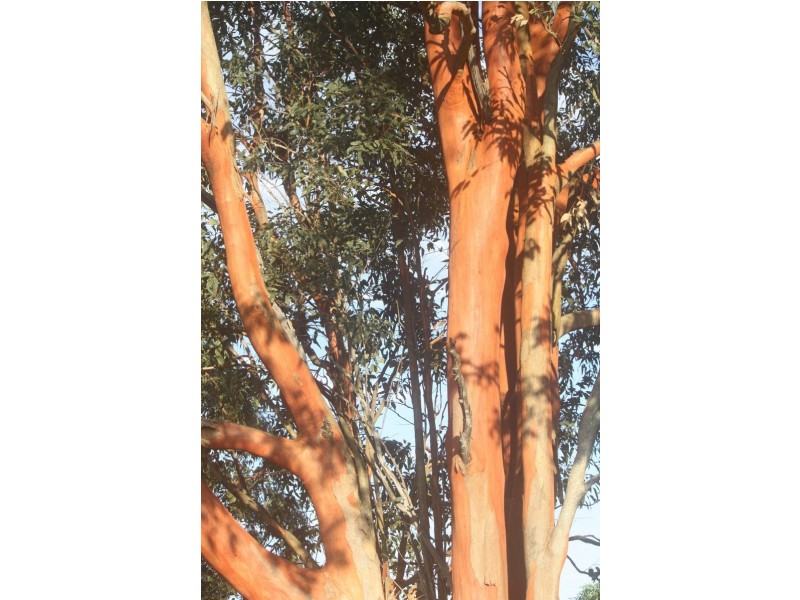 674 Eatons Crossing Road, Draper QLD 4520