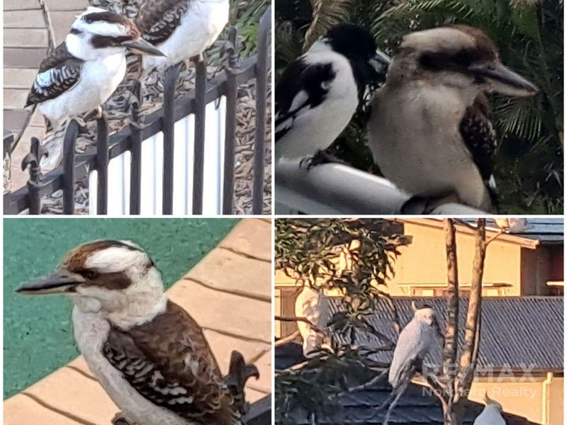 16 Lambertia Court, Albany Creek QLD 4035