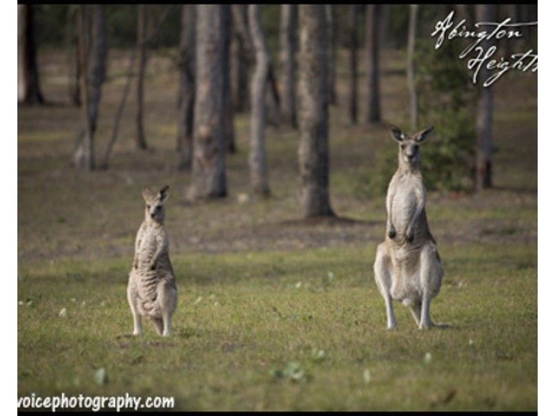 Lots 18 – 85 Park Avenue, North Isis QLD 4660