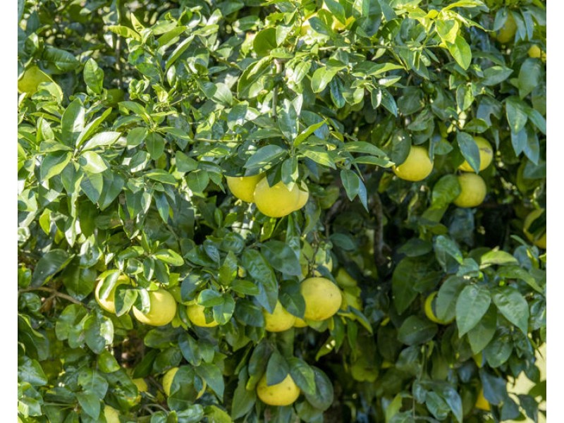 Wights Mountain QLD 4520