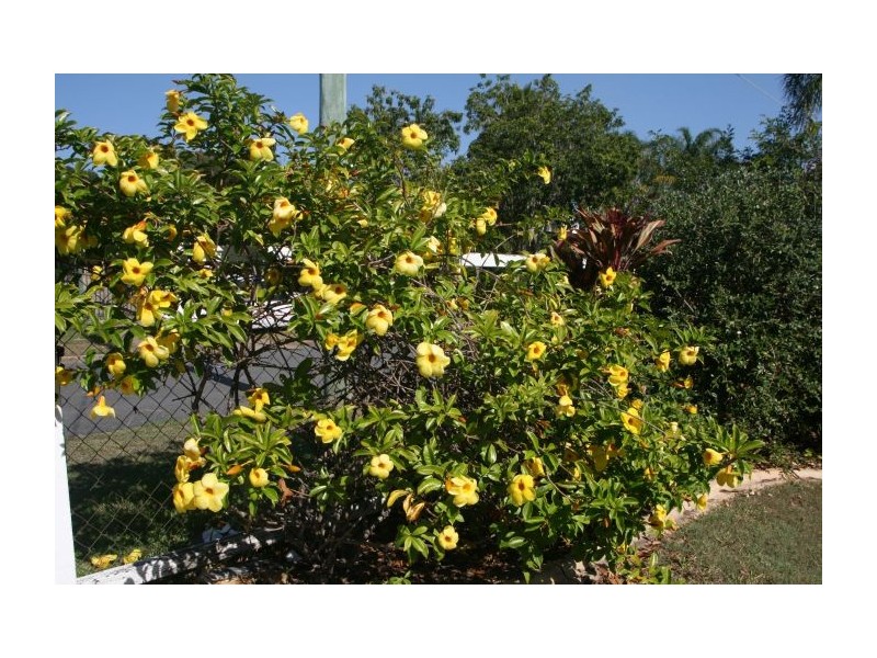 89 Goldfinch Street, Inala QLD 4077