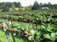No 1 Strawberry & Herb Farm, Cottonvale QLD 4375
