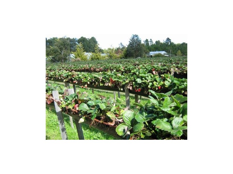 No 1 Strawberry & Herb Farm, Cottonvale QLD 4375