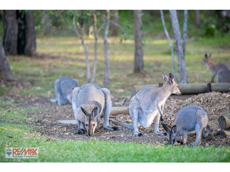 31 Wedgetail Crt, Mount Cotton QLD 4165