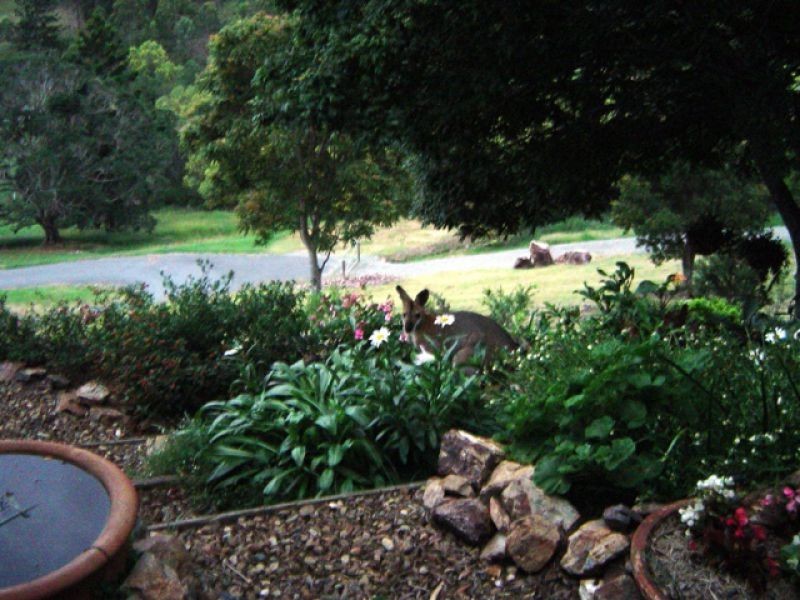 56 Majella Cr, Bahrs Scrub QLD 4207