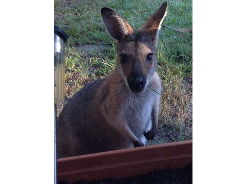 11 Tipuana Drive, Capalaba QLD 4157