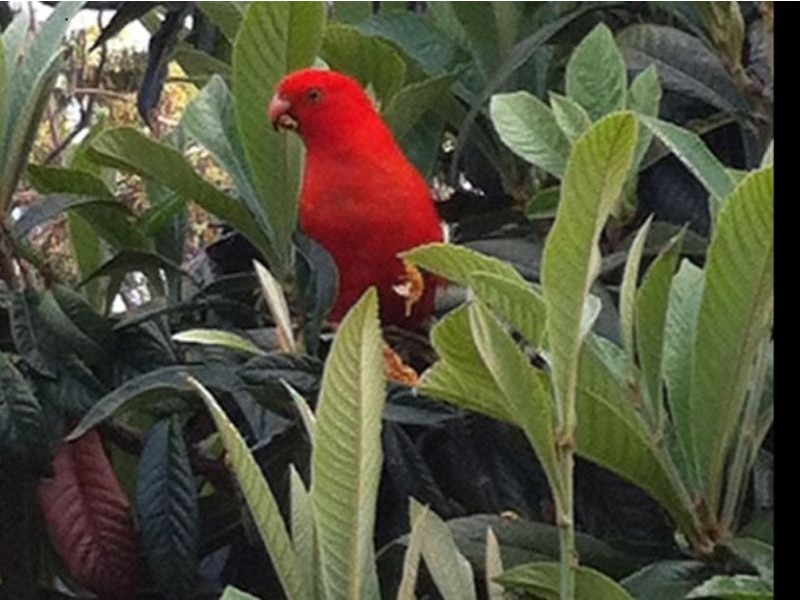 11 Tipuana Drive, Capalaba QLD 4157