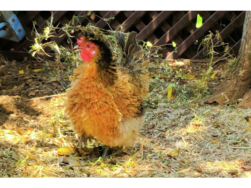 6 Laura Street, Cleveland QLD 4163