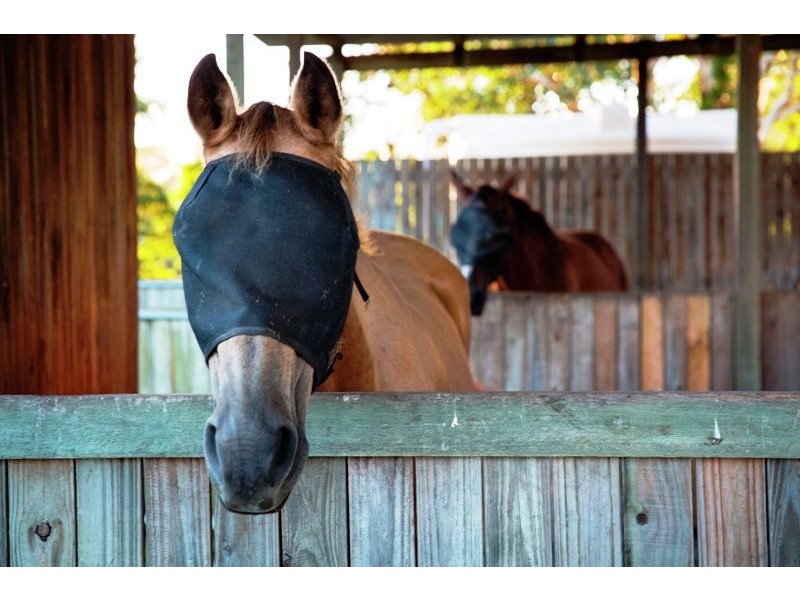 75 Browns Road, Kurwongbah QLD 4503