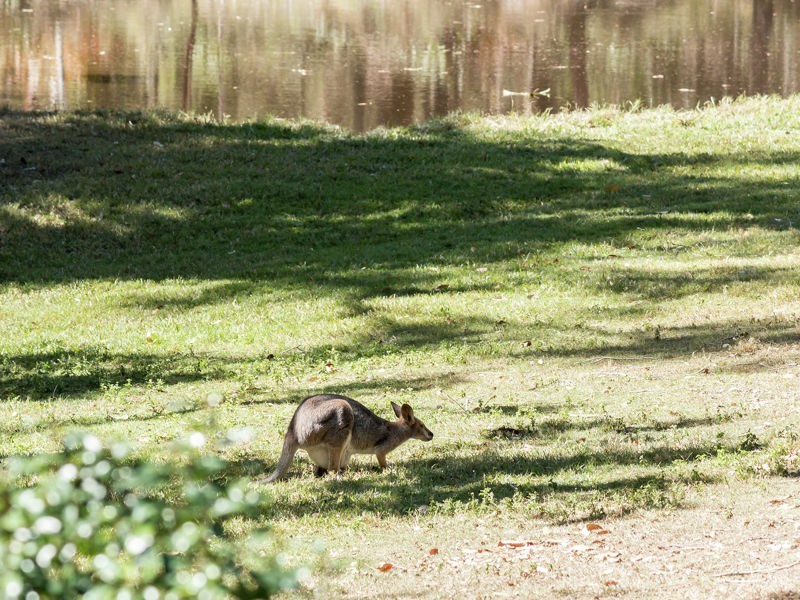 108 Winston Rd, Sheldon QLD 4157