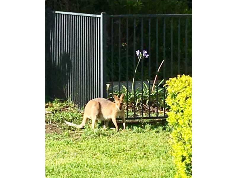 6 Wilson Court, Capalaba QLD 4157