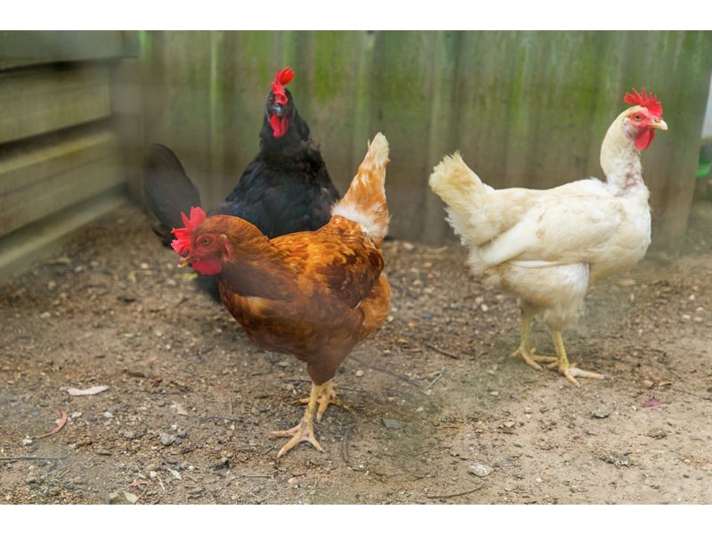 43 Stern Road, Carbrook QLD 4130