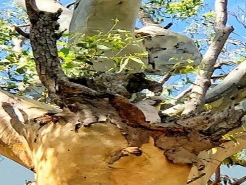 36 Victoria Pde South, Coochiemudlo Island QLD 4184