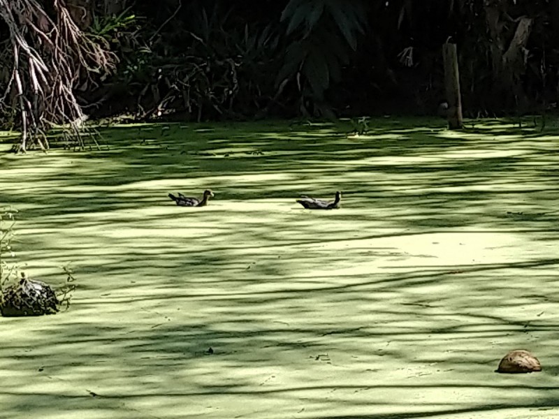 2 Dinwoodie Road, Thornlands QLD 4164