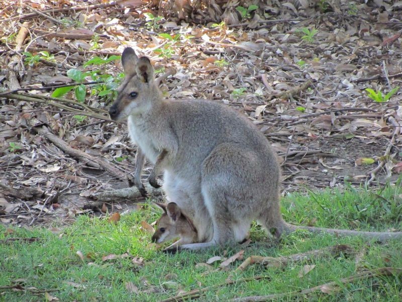12 Sanctuary Drive, Mount Cotton QLD 4165