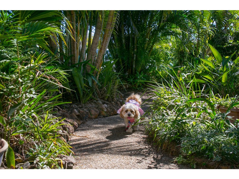 19 Clara Street, Camp Hill QLD 4152