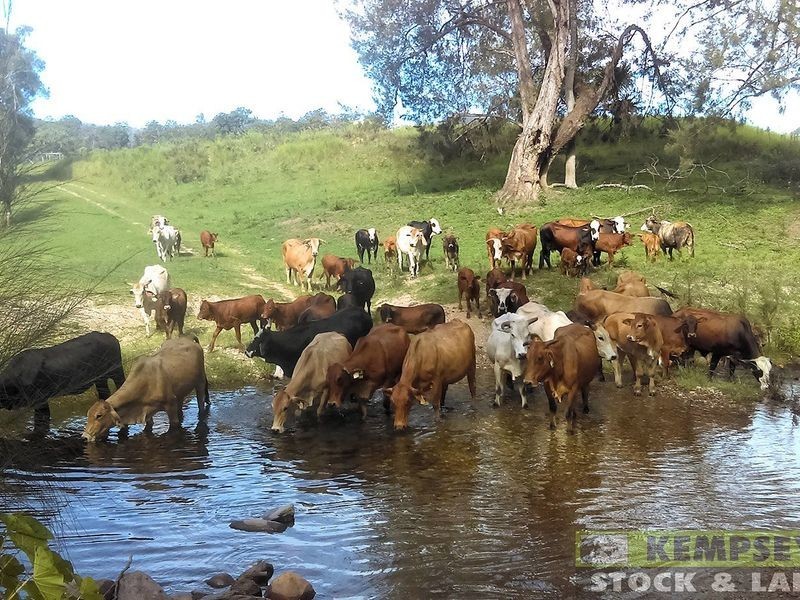 1279 Nulla Nulla Creek Road, Bellbrook NSW 2440