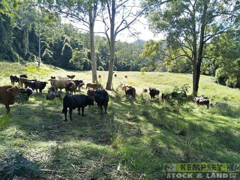 1279 Nulla Nulla Creek Road, Bellbrook NSW 2440