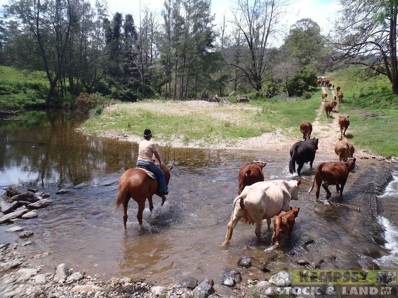 1279 Nulla Nulla Creek Road, Bellbrook NSW 2440