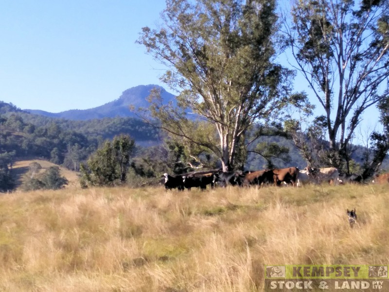 1279 Nulla Nulla Creek Road, Bellbrook NSW 2440