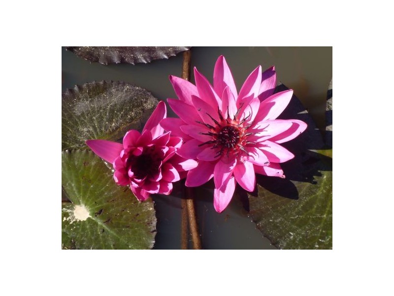 10 Lawson Street, Midge Point QLD 4799