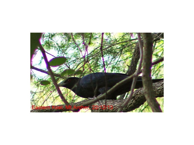 368 Rasmussen Road, Woodford QLD 4514