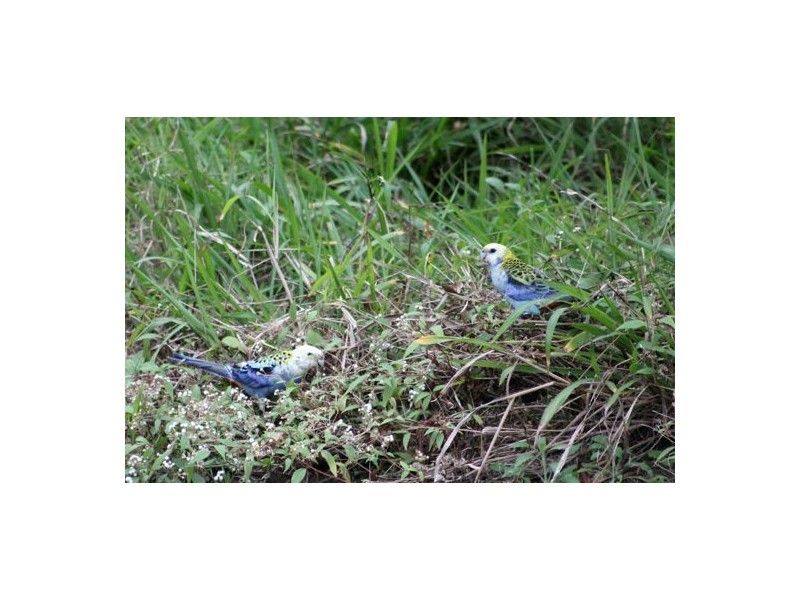 368 Rasmussen Road, Woodford QLD 4514