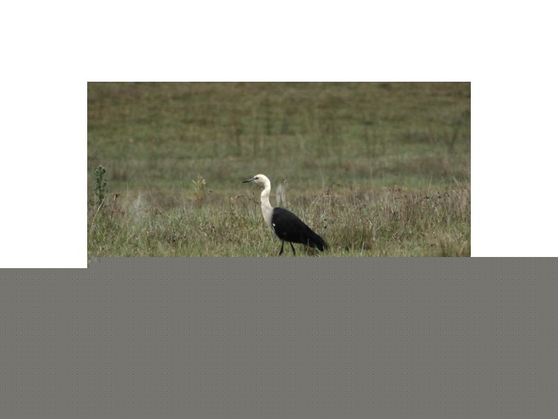 368 Rasmussen Road, Woodford QLD 4514