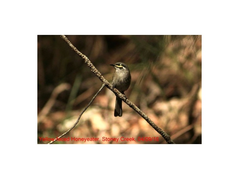 368 Rasmussen Road, Woodford QLD 4514