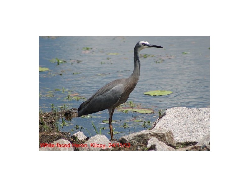 368 Rasmussen Road, Woodford QLD 4514