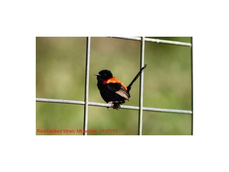 368 Rasmussen Road, Woodford QLD 4514