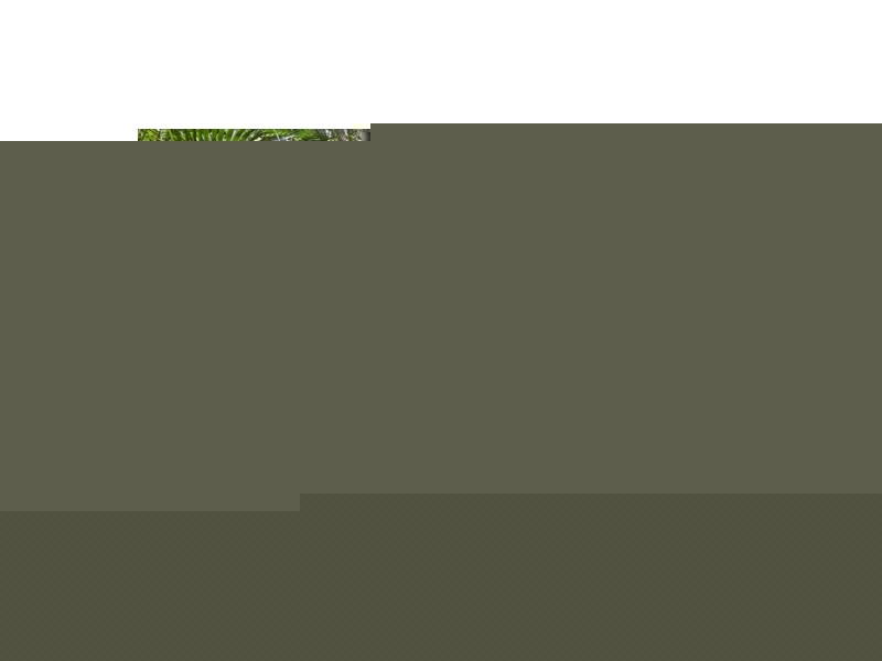 80 Beaconsfield Road, Sandy Creek QLD 4515