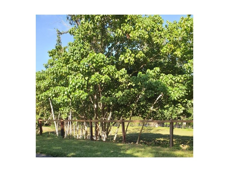1310 Caboolture River Road, Rocksberg QLD 4510