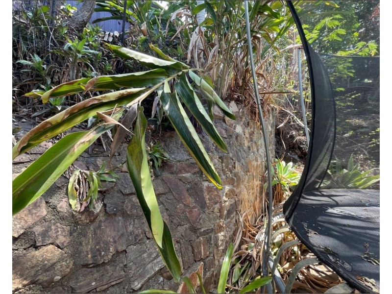 14 Yeerinbool Court, Arana Hills QLD 4054