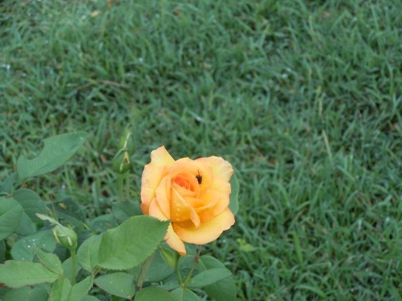 24 Polaris Street, Inala QLD 4077