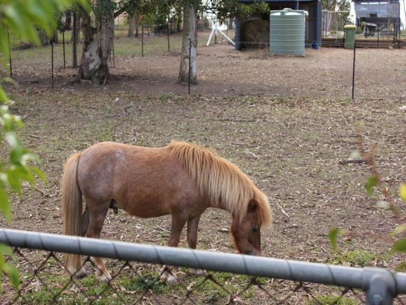 3 Armstrong St, Petrie QLD 4502