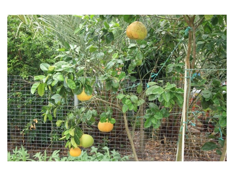 115 Chester Rd, Eight Mile Plains QLD 4113