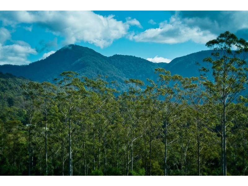 503 Roses Rd, Gleniffer, Bellingen NSW 2454